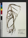 Eriochloa villosa (Thunb.) Kunth 