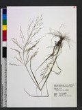 Eragrostis multicaulis Steud. heܯ