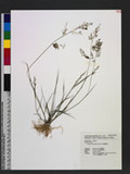 Eragrostis bulbillifera Steud. ֤eܯ