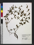 Lindernia hyssopioides (L.) Haines yG