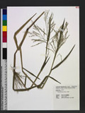 Panicum paludosum Roxb. Ͷ