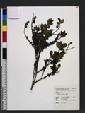 Eurya japonica Thunb. a