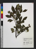 Euonymus carnosus Hemsl. på