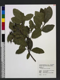 Acronychia pedunculata (L.) Miq. u