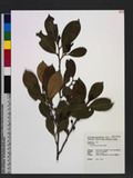 Cleyera japonica T...