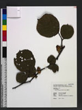 Rubus wallichianus Wight & Arnott a_l