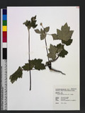 Anemone vitifolia Buch. -Ham. ex DC. pY