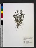 Hedyotis corymbosa (L.) Lam. osR]