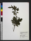 Erechtites valerianifolia (Wolf ex Rchb.) DC. 