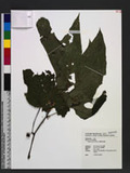 Begonia aptera Blume G