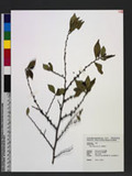 Eurya chinensis R. Br. ̸Ha