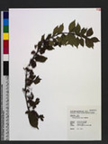 Callicarpa japonica Thunb. A]