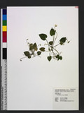 Viola adenothrix Hayata ߩj