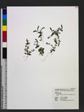 Gentiana flavomaculata Hayata var. yuanyanghuensis C. H. Chen & J. C. Wang pmsx
