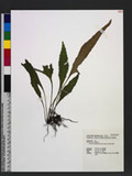 Pyrrosia matsudae (Hayata) Tagawa QФ۸
