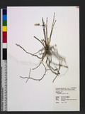 Epidendrum moniliforme L. ۱