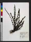 Cheilanthes chusana Hook. ӸH̿