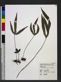 Phymatopteris hastata (Thunb.) Pic. Serm. Tp