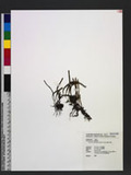 Pyrrosia linearifolia (Hook.) Ching ۸