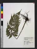 Dryopteris squamiseta (Hook.) Ktze. s