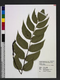 Cyrtomium macrophyllum (Makino) Tagawa je