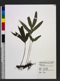 Phymatopteris palmata (Blume) Pic. Serm. xp