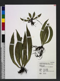 Antrophyum sessilifolium (Cav.) Spring e