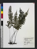 Asplenium cataractarum Rosenst. K