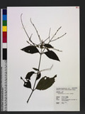 Achyranthes aspera L. var. indica L. Lפ