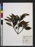 Cinnamomum micranthum (Hayata) Hayata N