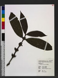 Lasianthus cyanoca...