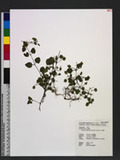 Legazpia polygonoides (Benth.) Yamazaki T͸
