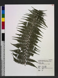 Dennstaedtia smithii (Hook.) T. Moore 司氏碗蕨