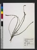 Equisetum ramosissimum Desf. subsp. debile (Roxb. ex Vaucher) Hauke OW