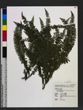 Lindsaea merrillii Copel. subsp. yaeyamensis (Tagawa) K. U. Kramer kt