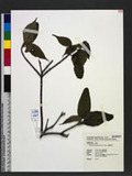 Viburnum urceolatum Sieb. et Zucc. OWg