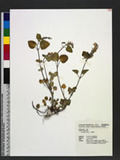Scutellaria indica L. 耳挖草