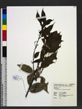 Cyclobalanopsis morii (Hayata) Schott. ˤR
