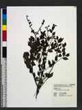 Ilex asprella (Hook. & Arn.) Champ. ex Benth. O٪