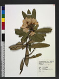 Rhododendron formosanum Hemsl. OWY