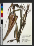 Cymbopogon nardus (L.) Rendle T