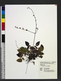 Salvia keitaoensis Hayata Ĺ