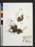 Cerastium fontanum Baumg. var. angustifolium (Franch.) H. Hara 