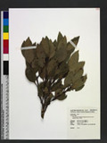 Cinnamomum tenuifolium Sugimoto forma nervosum (Meissn.) Hara ѪǮ