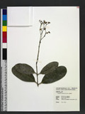 Euonymus cochinchinensis Pierre kå