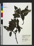 Psychotria manillensis Bartl. ex DC. [yE`