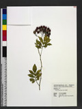 Solanum seaforthianum Ander. 懸星花
