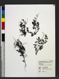 Corydalis ophiocarpa Hook. f. & Thoms. sGj