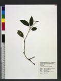 Odontochilus brevistylus Hook. f. uWB