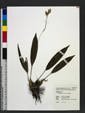 Dendrochilum uncatum Rchb.f. J